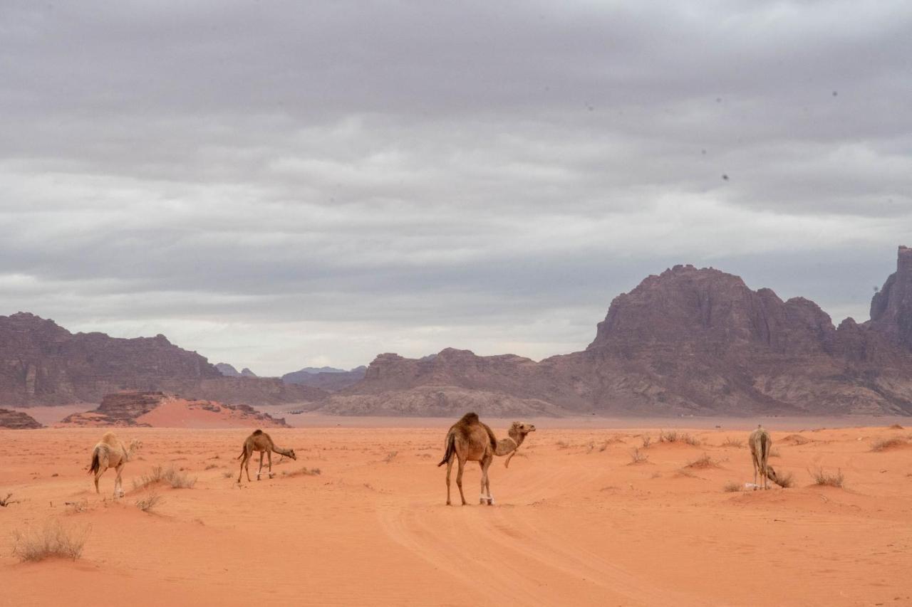 Wadi Rum Nights Ngoại thất bức ảnh