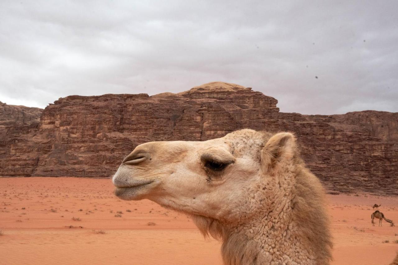 Wadi Rum Nights Ngoại thất bức ảnh