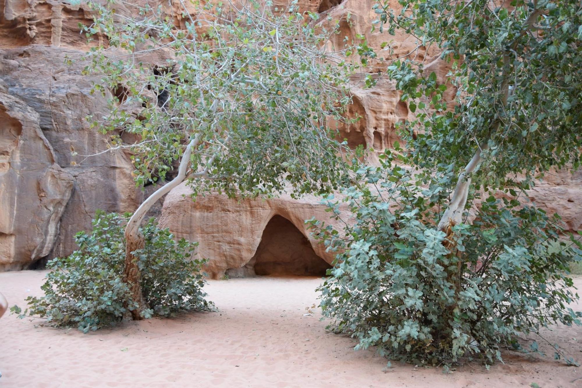 Wadi Rum Nights Ngoại thất bức ảnh